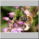 Colletes succinctus - Heidekraut-Seidenbiene 01b 10mm.jpg